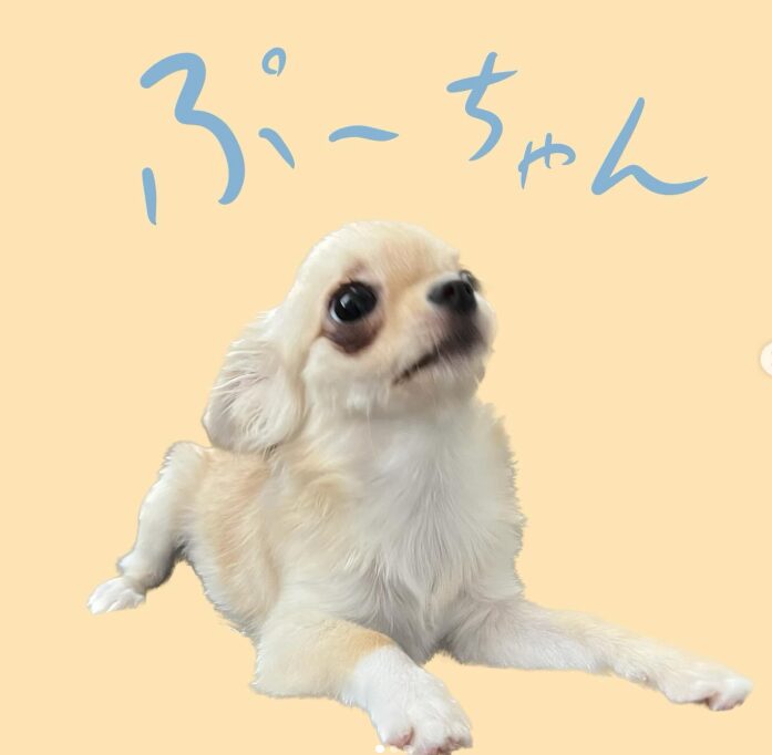 山中柔太朗の愛犬